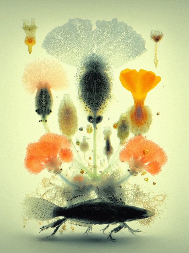 When Nature Meets Algorithm: The Refined Vision of Carole Arbenz